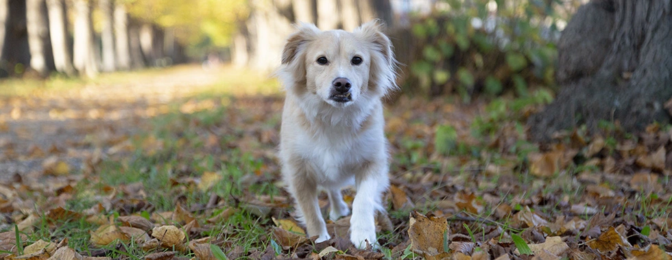 foto van hondje in park dierenfotografie