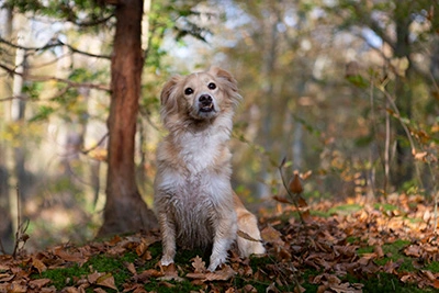 hondje poseert naast boom in bos tijdens een fotoshoot van dierenfotograaf Blikvangerfotografie