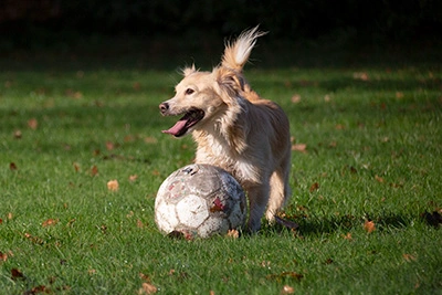 hondje speelt met bal in het park tijdens een dierenfotografie sessie van Blikvanger Fotografie
